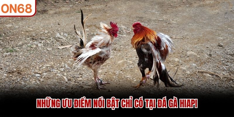 đá gà hiapi